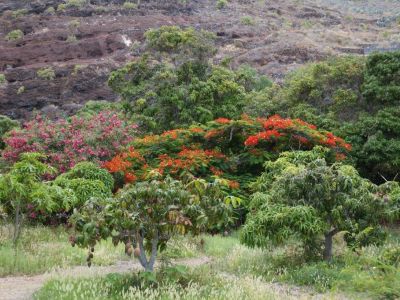 Kanaren La Gomera Flammenbaum